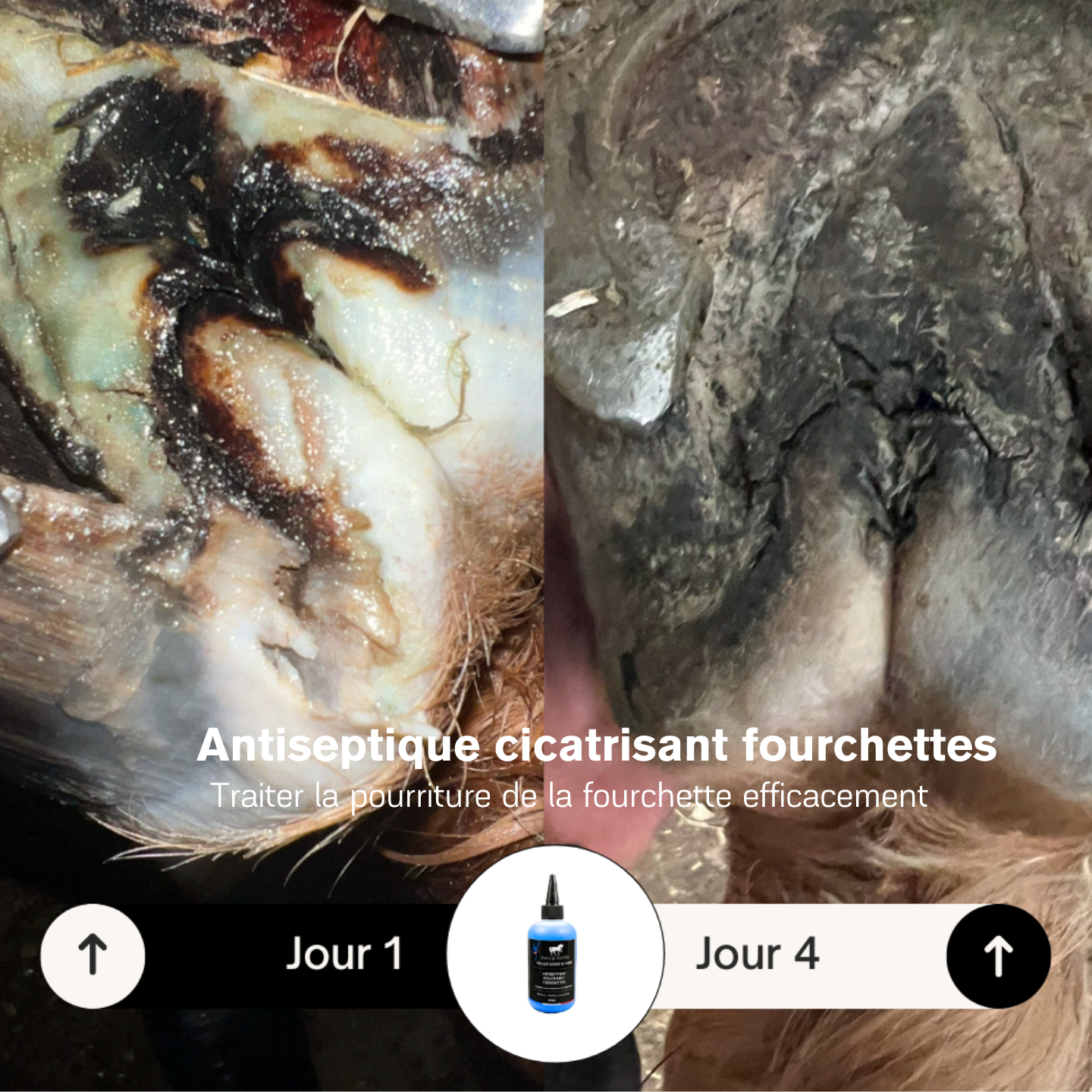 Pourriture de la fourchette du cheval : causes, symptômes et traitements efficaces