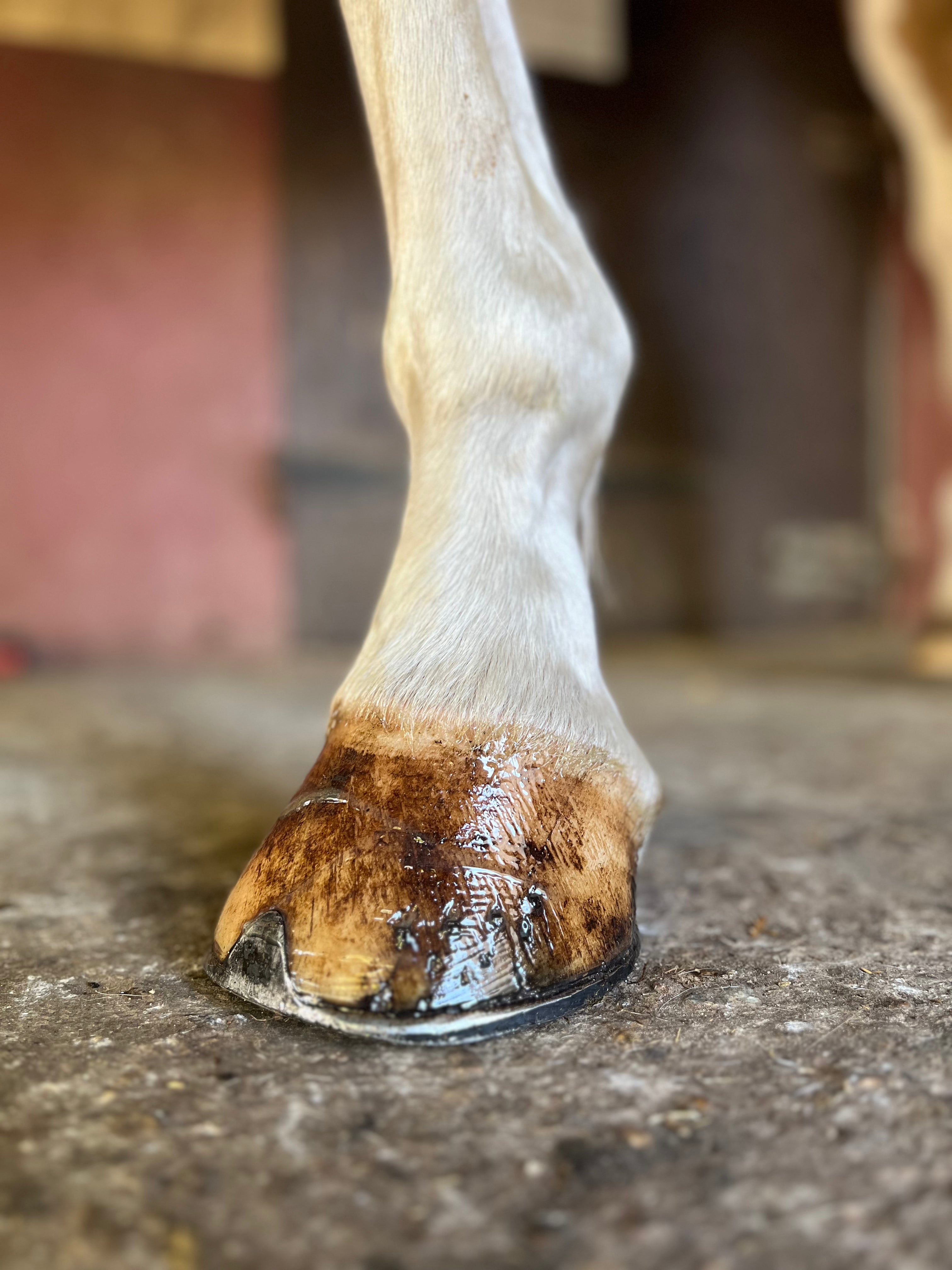 Onguent blond d'été HYDRAT